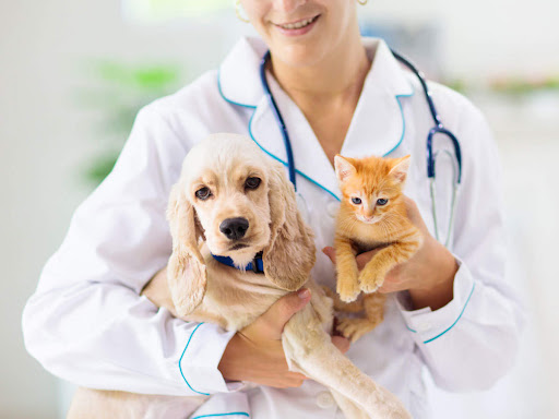How to Find a Good Deal on Pet Insurance